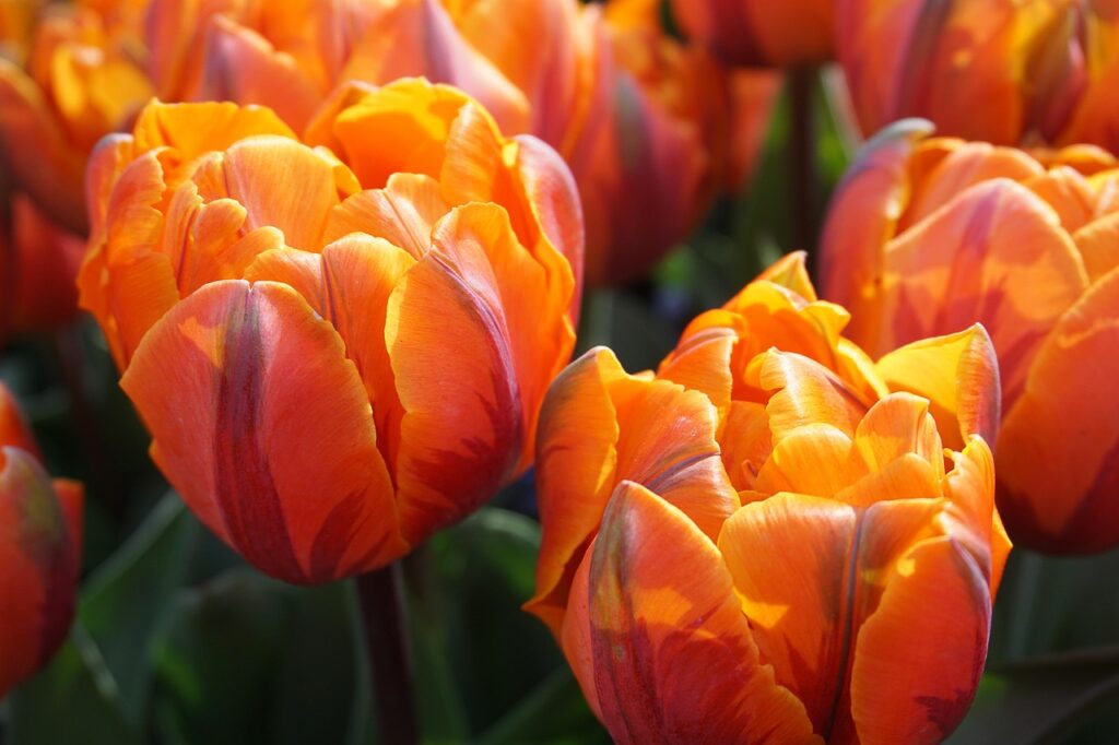 Oranje Bank ING
